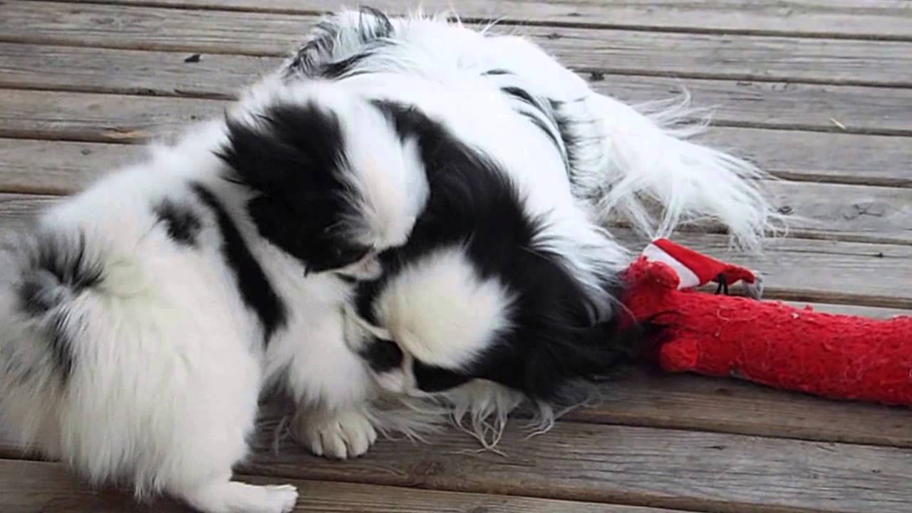 japanese chin baby