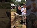 Liburan ke rancaupas bermain dengan rusa🦌 #rancaupasciwidey #rusa #rancaupas #short #Shorts