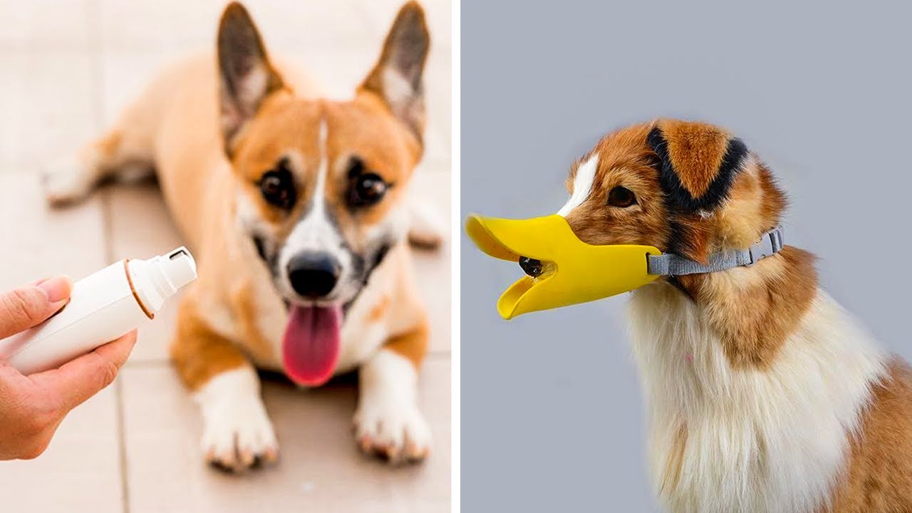 11 Amazon Pet Gadgets For Busy Pet Owners YouTube