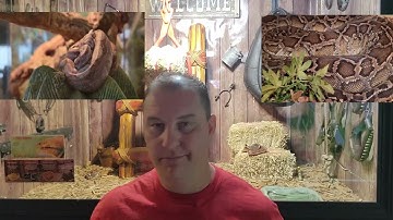 Can You house Boas and Pythons Together      ( cohabbing reptiles together )