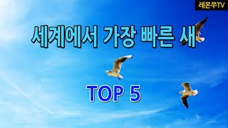 세계에서 가장 빠른 새 TOP5 screenshot 1