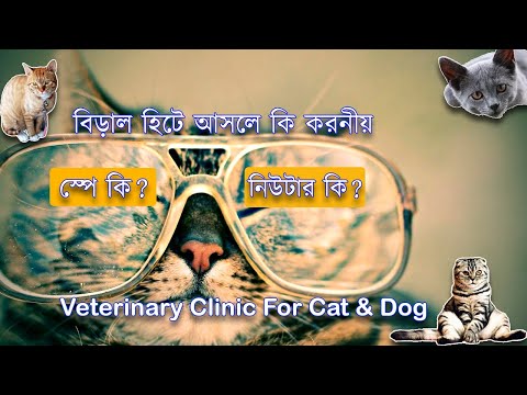 ভিডিও: স্বাস্থ্য সুবিধা এবং স্পাই এবং নিউটারিং কুকুরের ঝুঁকি