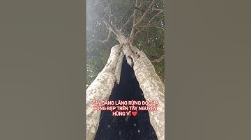 CÂY BẰNG LĂNG RỪNG ĐỘC LẠ BỘNG ĐẸP TRÊN TÂY NGUYÊN HÙNG VĨ ĐẮK LẮK