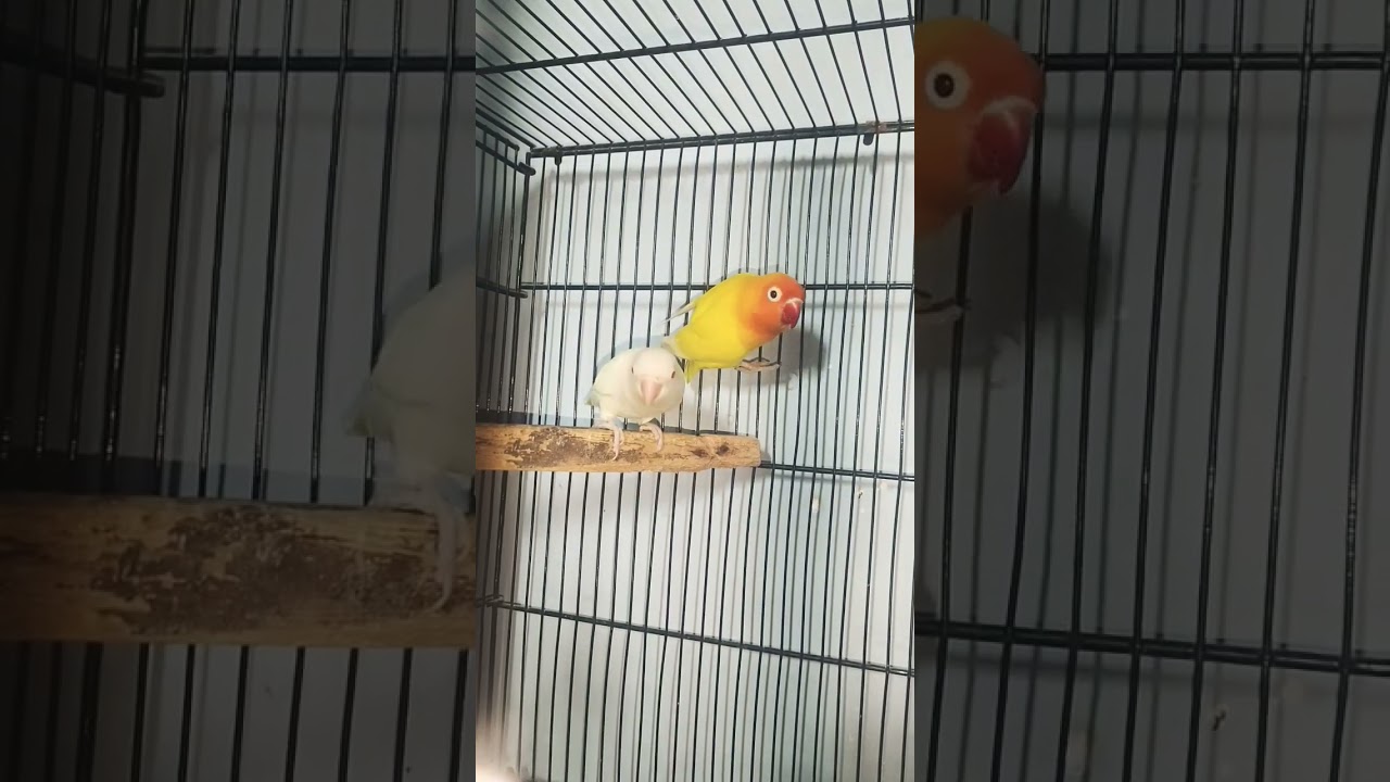 Albino Red Eyes Male And Latino Siplt Blue Female