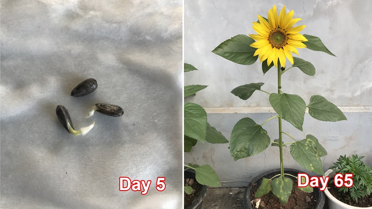 How to grow sunflowers in pots to bloom in 65 days - YouTube