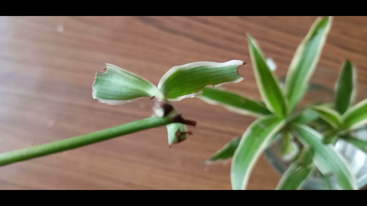spider plant growing in water YouTube