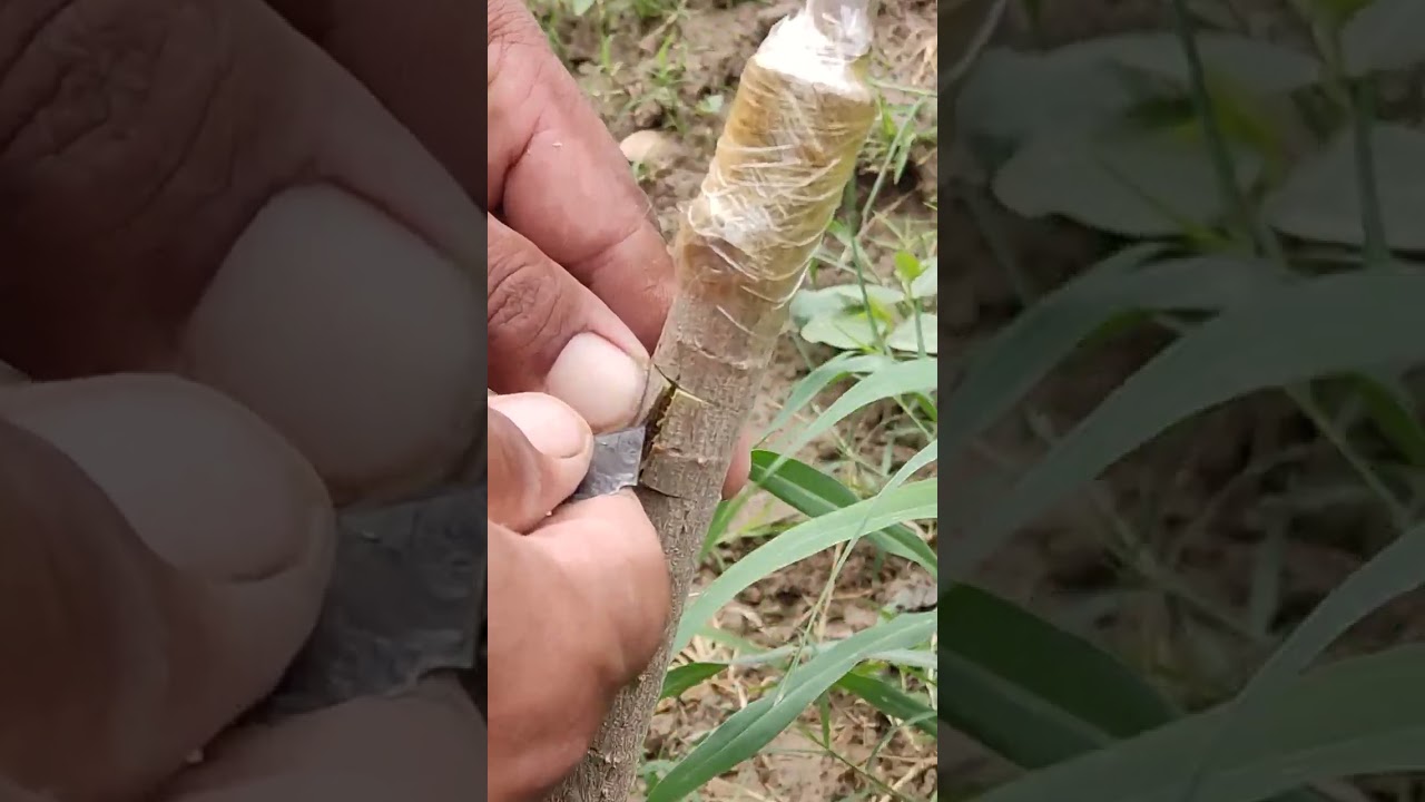 @تطعيم السدر الصغيرالعادي بنوع العرموطي والباكستاني