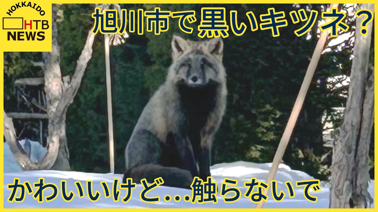 “黒いキツネ” 住宅街の公園で撮影される かわいいけど触らないで 固有種との交雑種か 旭川市 - YouTube