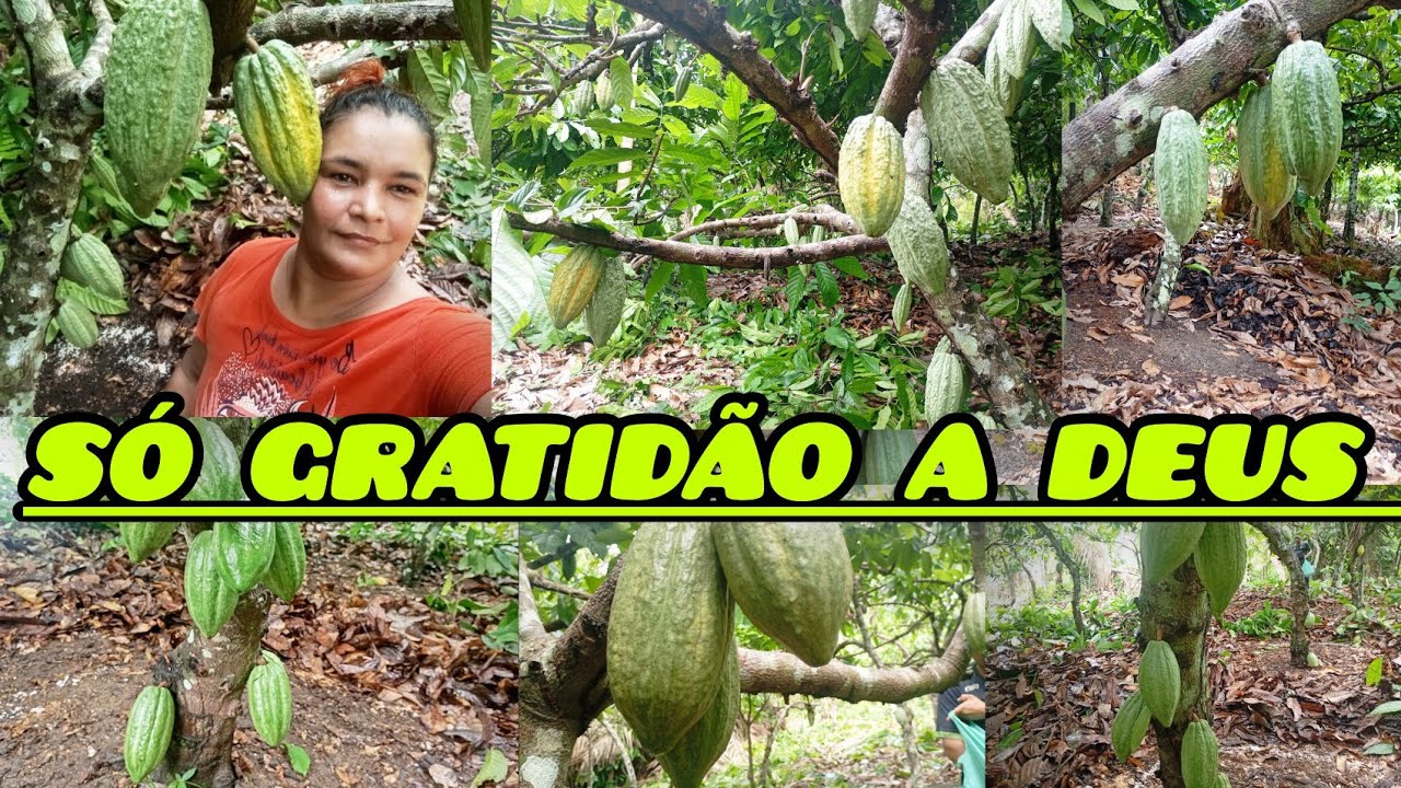 . 2026 Será Nosso! Só Gratidão a Deus por Tudo