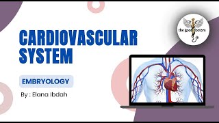 : Lecture 3 - Development of the large vessels : Embryology (CVS)