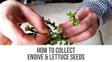 How To Collect Endive & Lettuce Seeds