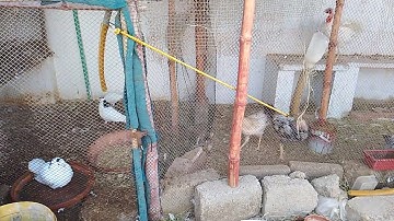 #birds #lovebirds #javasparrow #javafinchbird #java #javafinch