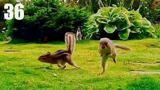 Cat TV: Chipmunks, Birds and Squirrels in a Beautiful Garden. Ep. 36