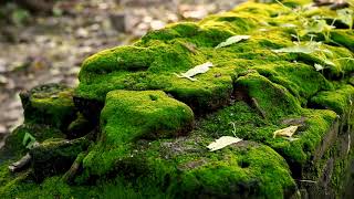 Sigma fp MOV Nature Green Mold on Bricks