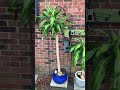 DRACENA. CORN PLANT.