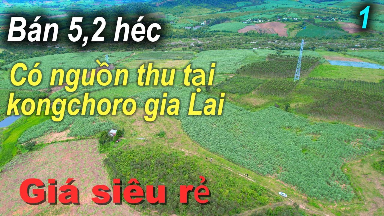 Sốc bán 5,2 héc có nguồn thu tại kongchoro gia Lai