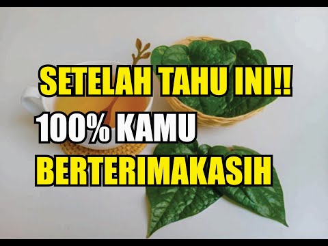 Campuran Daun Sirih Untuk Dimakan
