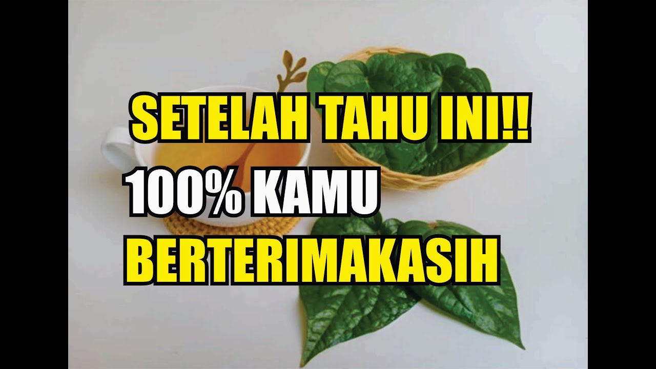 SILAHKAN DITES!!, 7 MANFAAT AIR REBUSAN DAUN SIRIH UNTUK ATASI PENYAKIT BERBAHAYA