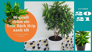 Trồng và chăm sóc Trúc Bách Hợp không bị đốm cháy lá | Dracaena Reflexa without brown spots | HD