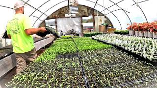 Greenhouse Was OVERHEATING... So We Moved the Plants