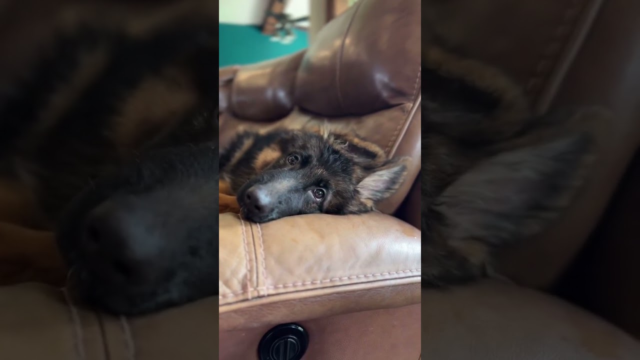 😭He’s very sensitive! Please just tell him he’s cute so we can move on