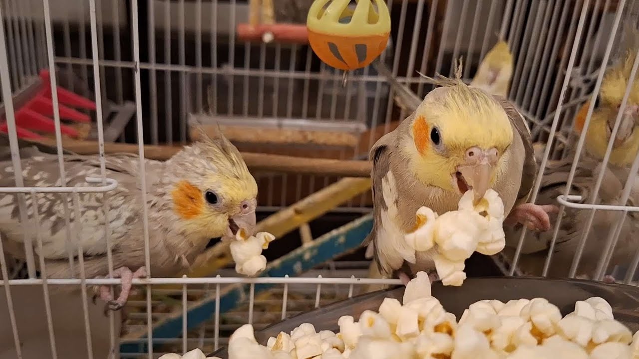 When My Cockatiels Discover a Popcorn Party!