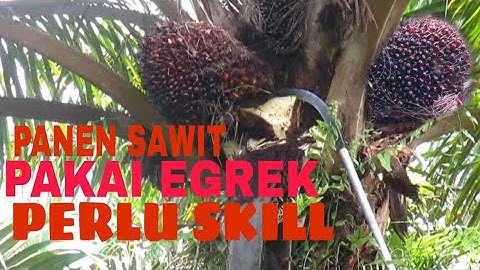 Cara Panen Sawit Pakai Egrek Perlu Skill