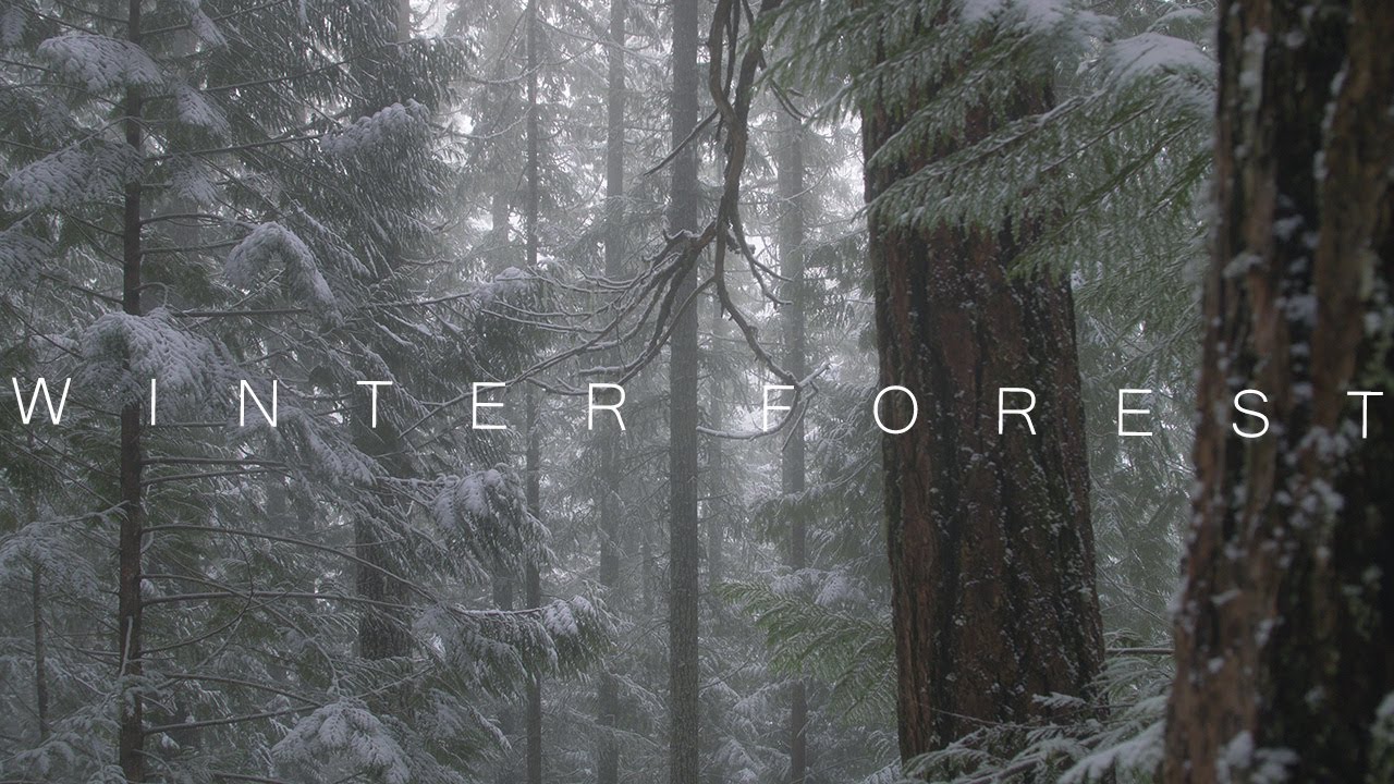 winter forest Wallpaper, Nature / Forest: winter forest, mountain, sun, snow,  fir-trees | Winter forest, Winter landscape, Winter scenes
