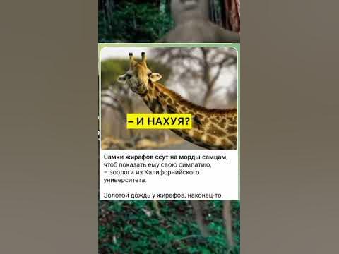 мем про жирафа #рекомендации #рек #мемы #мем #меме #факты #жирафы - YouTube