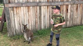 TNT meets his first Kangaroo and pets it