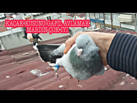 DAVETSİZ GELEN KAÇAK  UĞRAŞTİRDİ