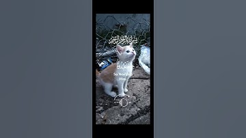 #القرآن_الكريم #راحة_نفسية #تلاوة_خاشعة #اكسبلور #explore #المصحف #short