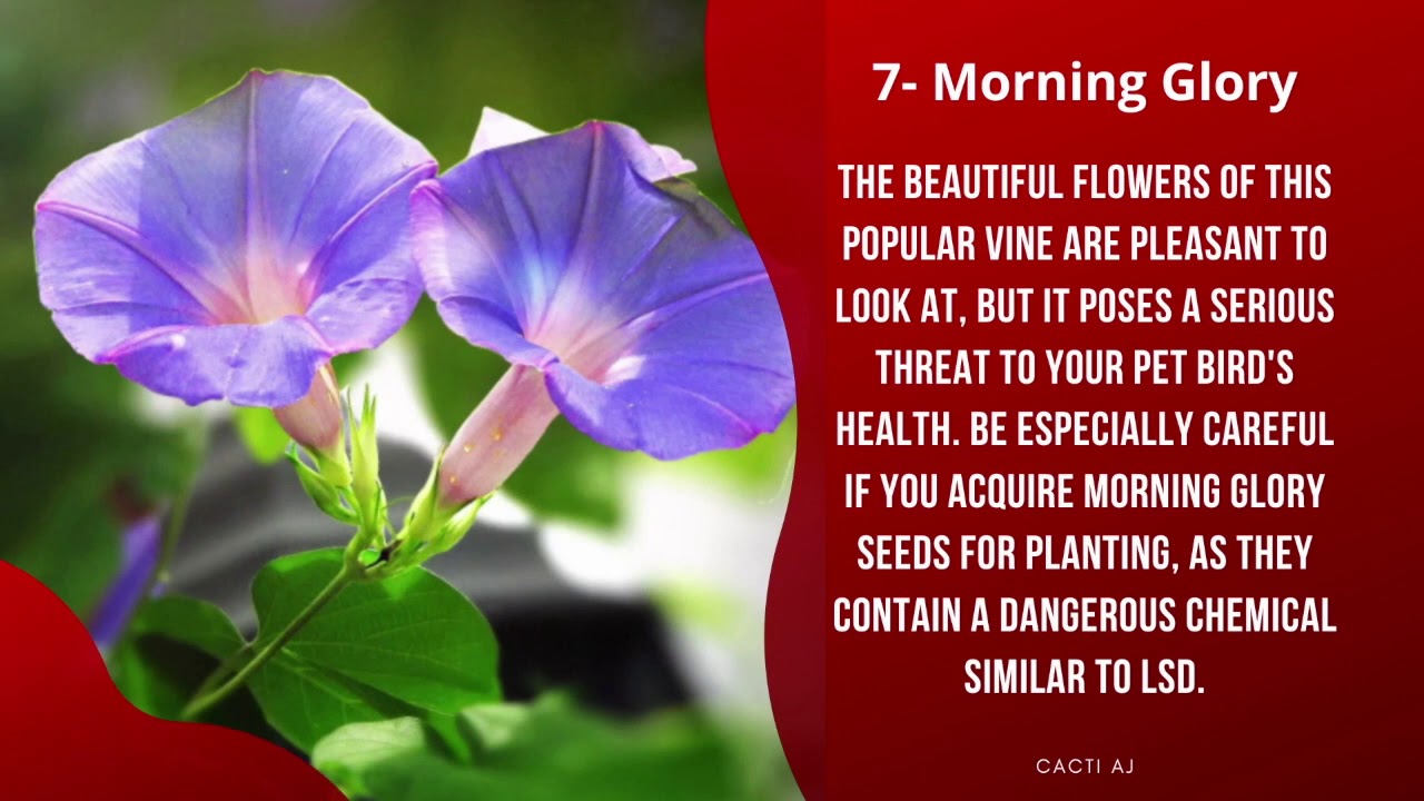 10 common plants that are toxic to birds toxic house plants to pet