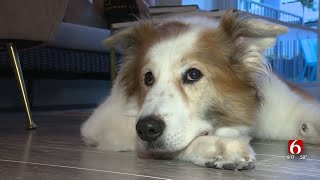 Tips To Keep Your Pet Safe During The Holidays