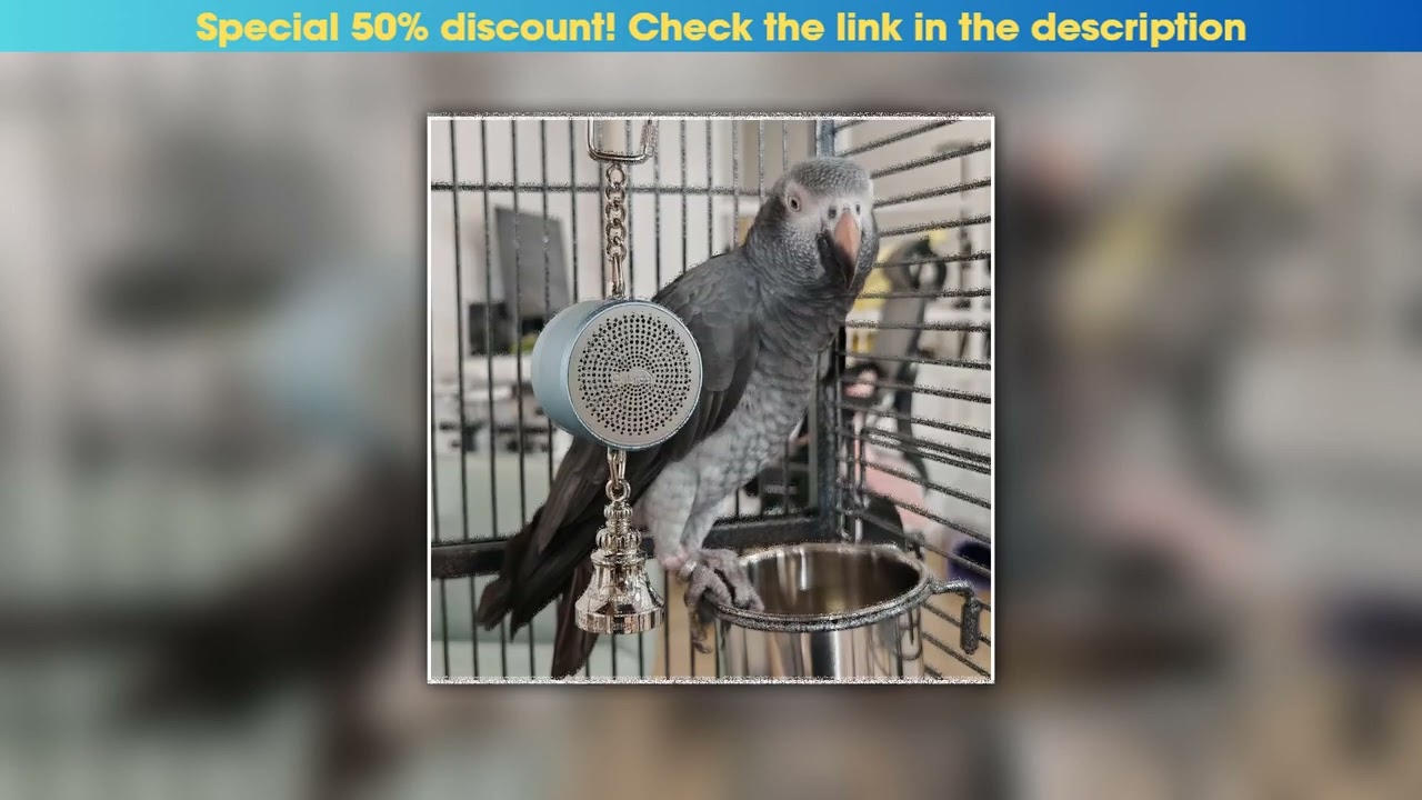 First Look Parrot Toys to Teaching Training Bird Talking Coach Interactive Recording Playback Retel