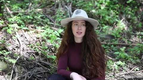 1 Million Redwoods Project: A Living Legacy