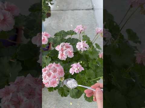 1 ЛОЖКА под