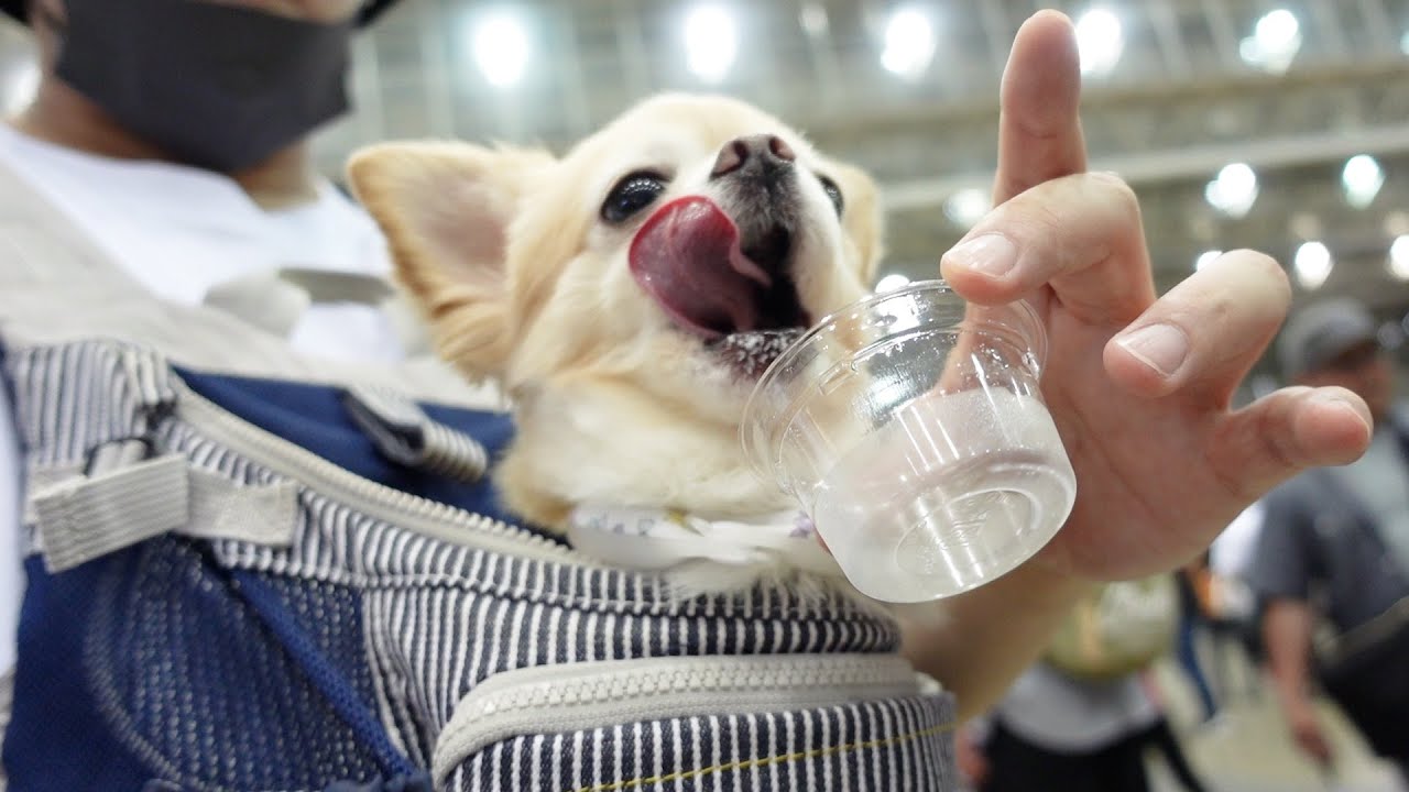国内最大級のペットイベント「ペット博 幕張」でここぞとばかり試食を堪能する犬がこちらですwww