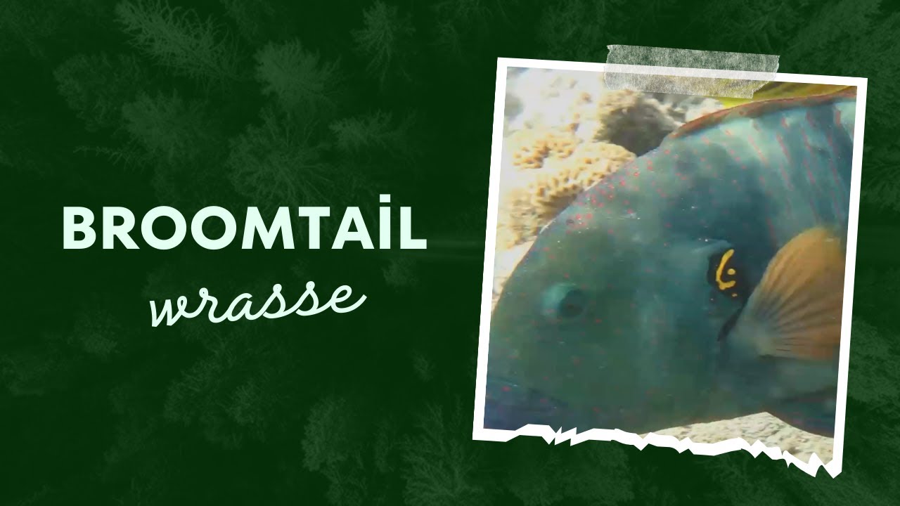 🌊 Broomtail Wrasse: The Colorful Hunter of Coral Reefs | Amazing Planet 🐟