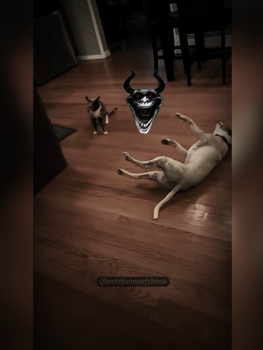 Kucing vs anjing?? Kucing Win😮‍💨#funny #catshorts #trendingshorts #fyp