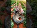The Dog was Bitten by a Snake while Visiting the Watermelon Garden #animals #pets #dog