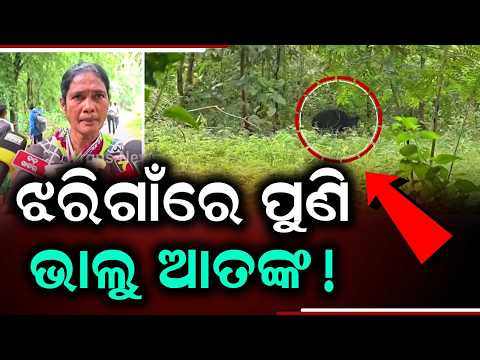 Bear Terror in Nabarangpur: Mother Bear & Cub Spotted in Jharigaon Village | Argus News