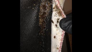 How long does fumigation last