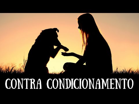 Vídeo: Métodos De Contra-condicionamento Para O Seu Cão Temeroso