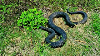 ГАДЮКА. Ловля змеи потерпела ФИАСКО.Poisonous snakes.