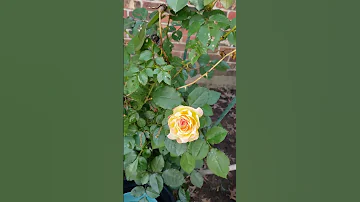 Roses And Flowers May 24 2025 Welcome 