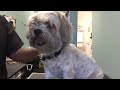 Dog grooming for beginners part 2 of 3