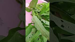 masak sayur hasil kebun