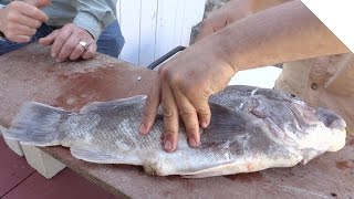 How to Fillet a Tautog - Simple and Boneless Tautog Fish Cleaning
