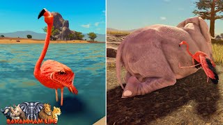 Celebrity NEW Flamingo Animal Update! | Roblox Savannah Life Net Worth
